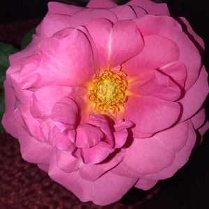 Meet your Posher, Susy